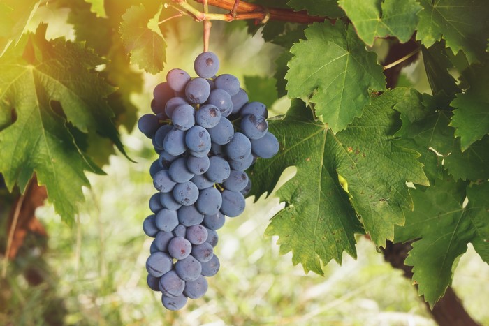 Bunch of dark grapes on a vine with green leaves