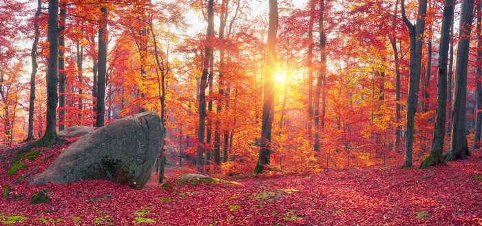 4K Autumn Forest with Sunlight in Zakarpattia, Ukraine