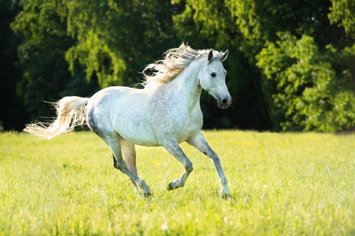 White horse running in a grassy field
