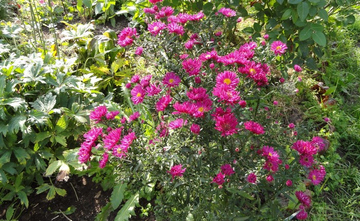 Pink Asters in a Garden