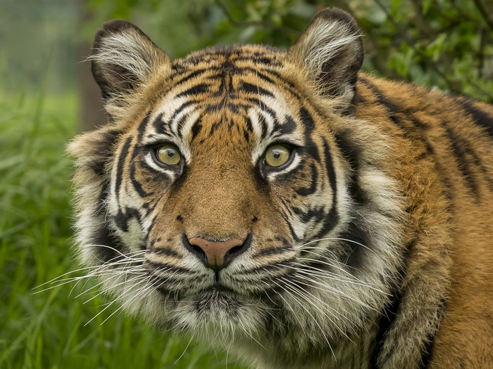 Close-up of a tiger's face with green grass background