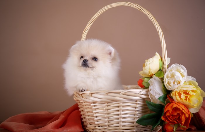Fluffy white Pomeranian puppy in a wicker basket with flowers
