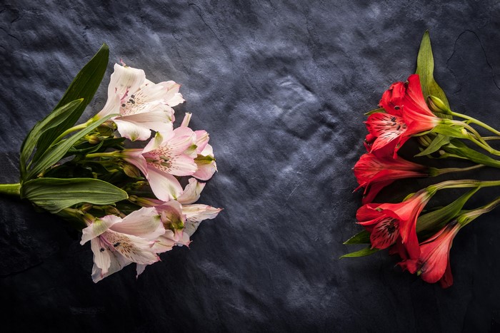 Pink and red Alstroemeria flowers on dark background