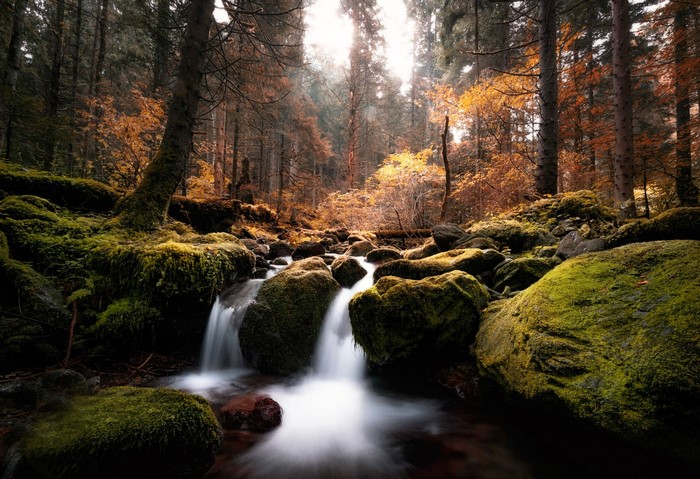 Mossy Stones in a Forest Stream