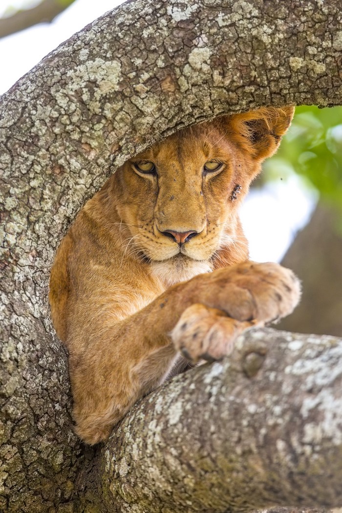 Lion cub resting on a tree branch