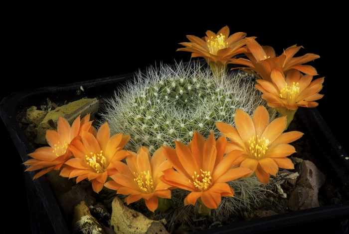 Orange Cactus Flowers in a Pot