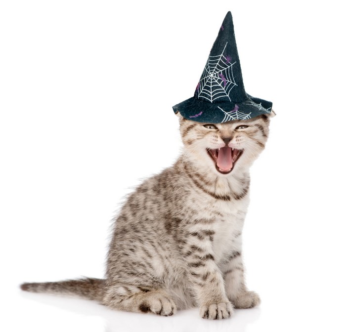 Kitten wearing a Halloween witch hat