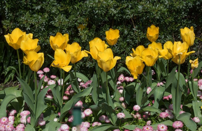 Yellow Tulips and Pink Daisies in Garden