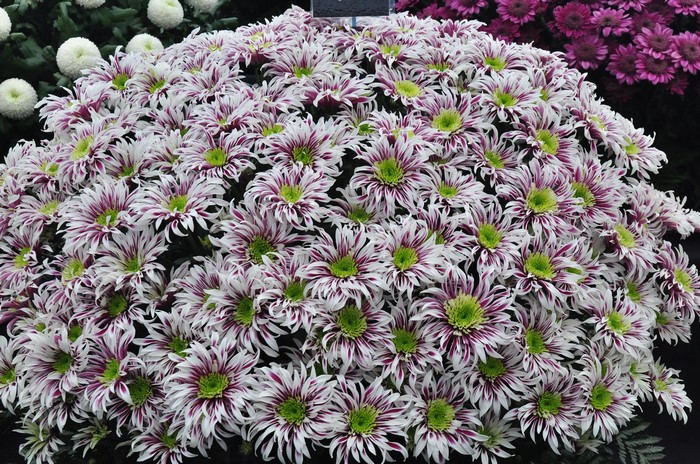 4K Chrysanthemums Closeup