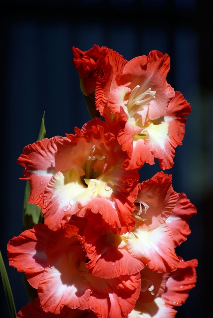 Close-up of red and white Gladiolus flowers