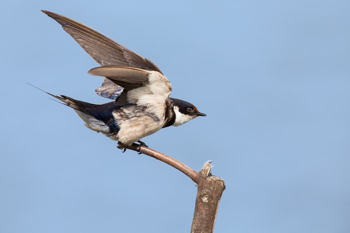 Bird on a branch with wings spread