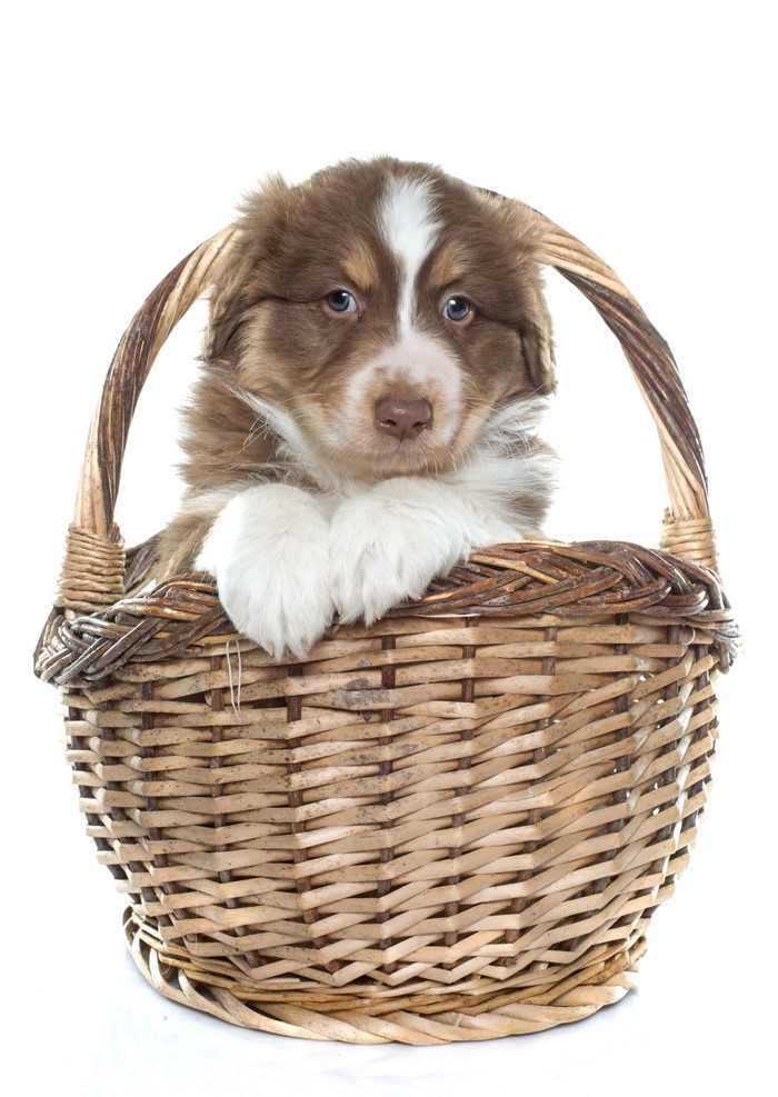 Australian Shepherd puppy in a wicker basket