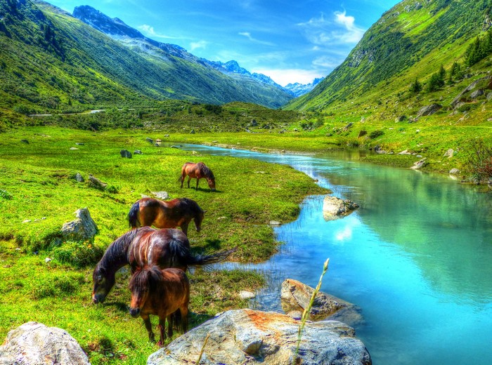 Horses grazing in a mountain valley with a river