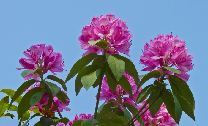 Pink Rhododendron Flowers Against Blue Sky