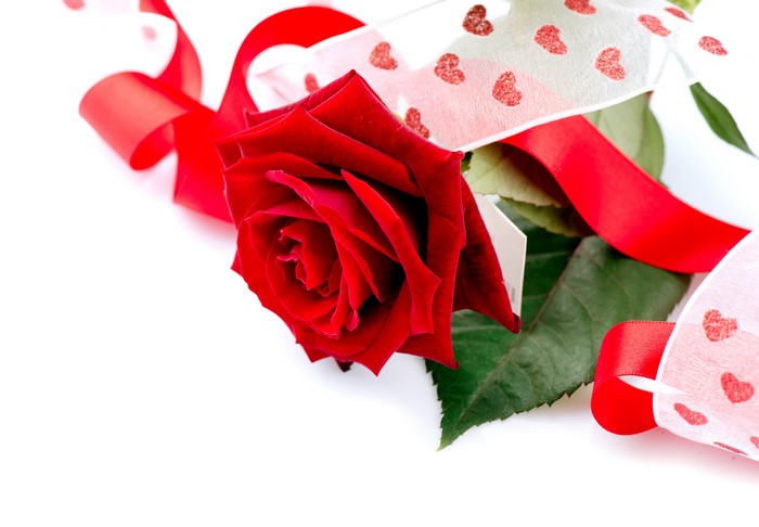 Red rose with ribbons on white background