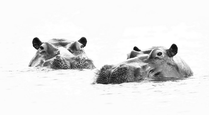 Two hippos partially submerged in water