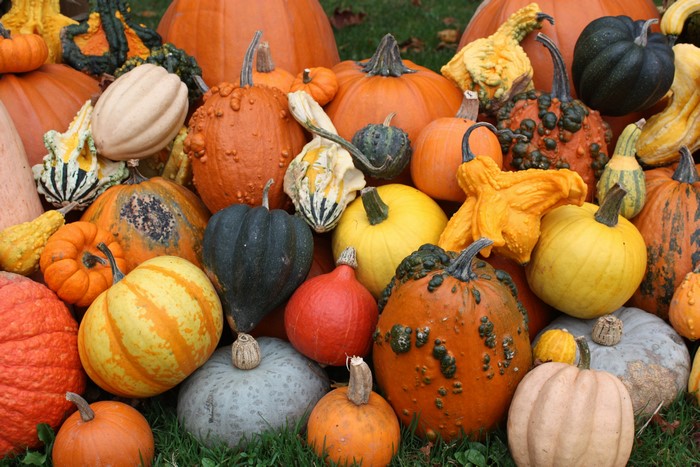 Many pumpkins and gourds of various shapes and colors