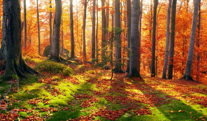 Autumn Forest in Zakarpattia, Ukraine