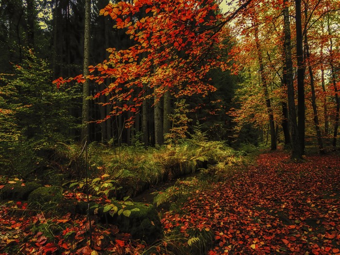 Autumn Forest with Red and Orange Foliage