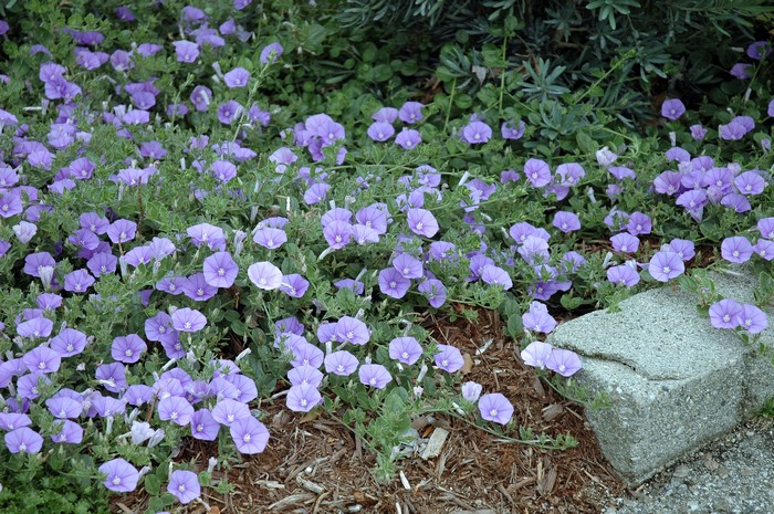 Ground cover of purple bindweed flowers