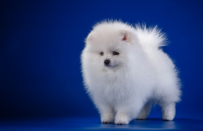 White Pomeranian Spitz Puppy