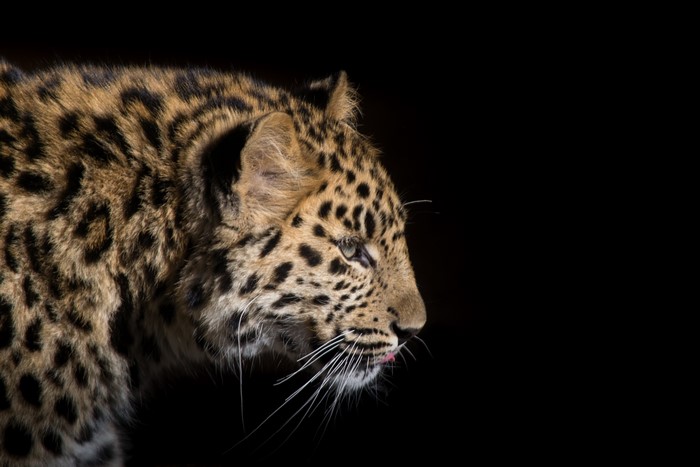 Leopard cub with black background