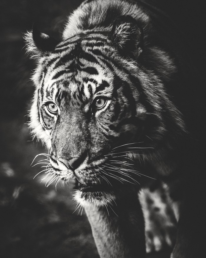Close-up of a tiger's face with prominent whiskers