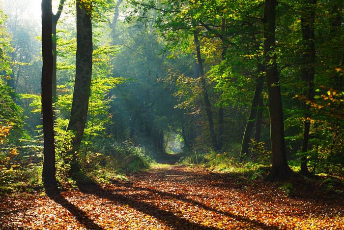 Autumn forest path with sunlight filtering through trees