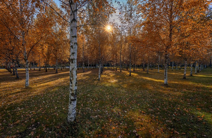 Autumn Birch Trees with Sun Rays