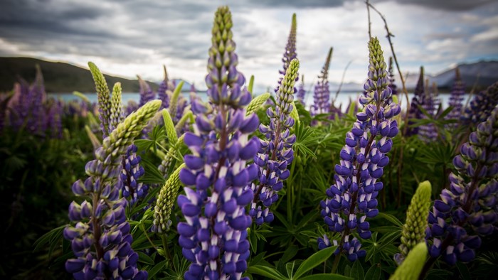Purple Lupins in bloom with mountains and lake