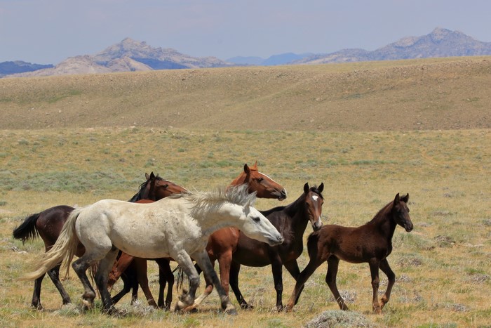 Wild horses running in a dry grassland with mountains