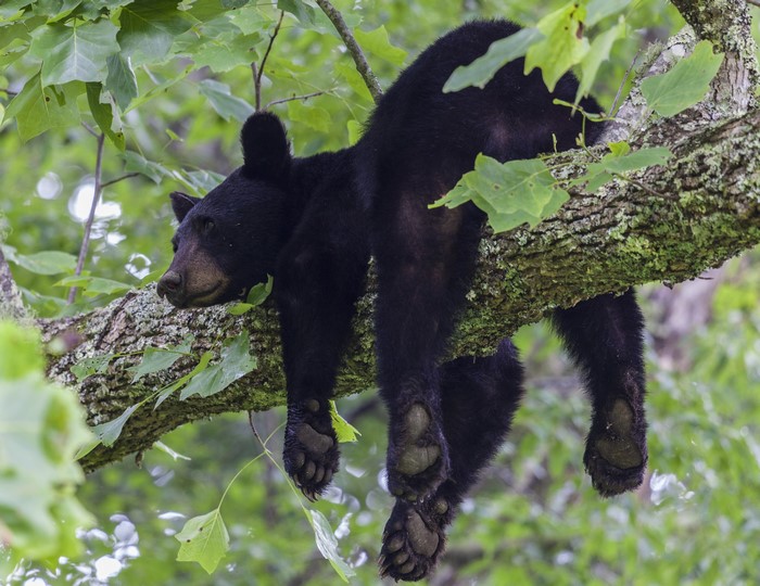 Black bear sleeping on a tree branch