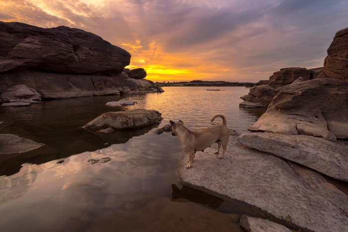 Dog on rocks by river at sunset in Thailand