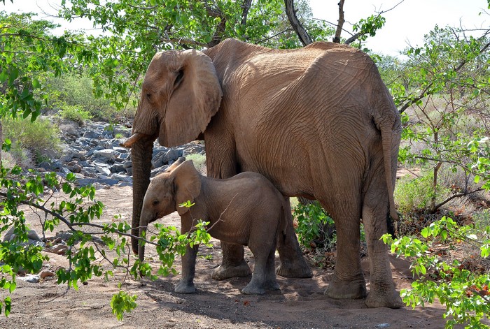 Mother and baby elephant in a natural habitat