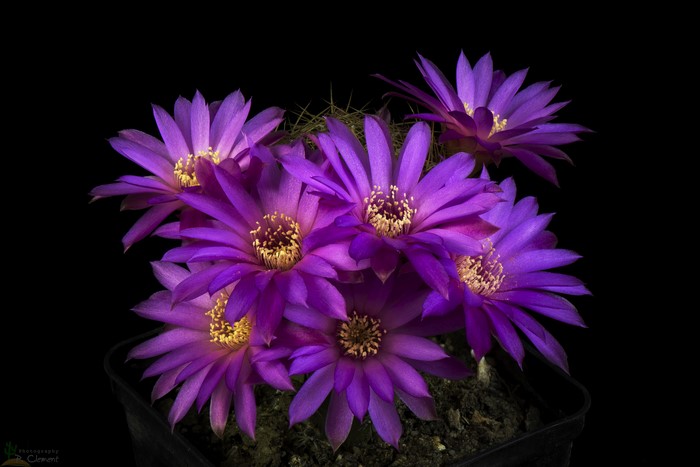 Purple Cactus Flowers on Black Background