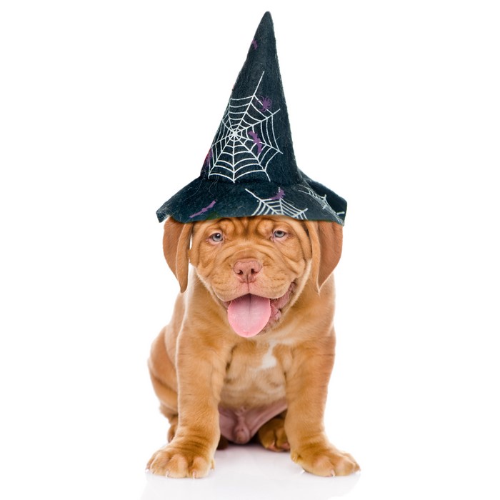 Dogue de Bordeaux puppy wearing a Halloween witch hat