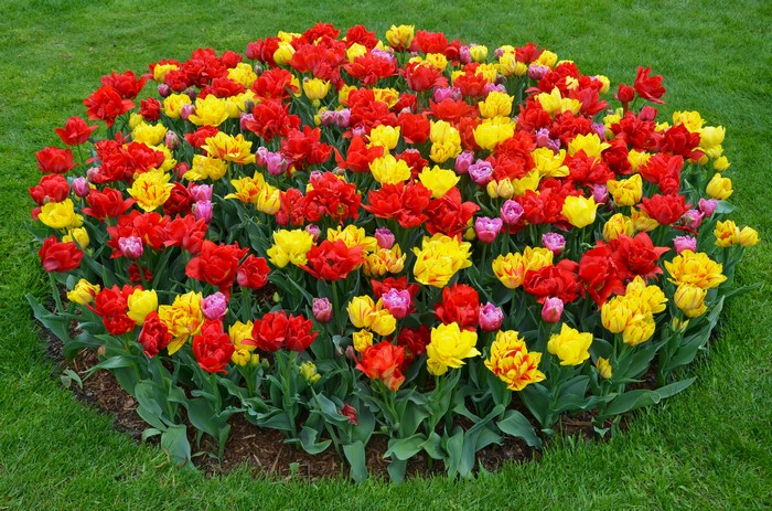 4K Multicolor Tulips in a Garden Bed