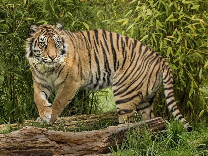 Tiger walking through tall grass and bamboo