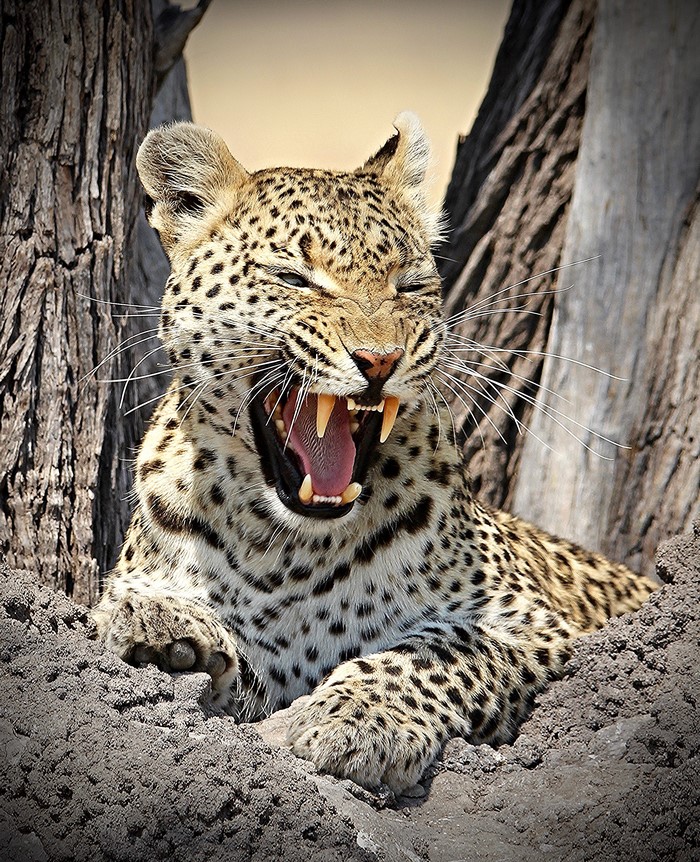 Leopard yawning with sharp teeth visible