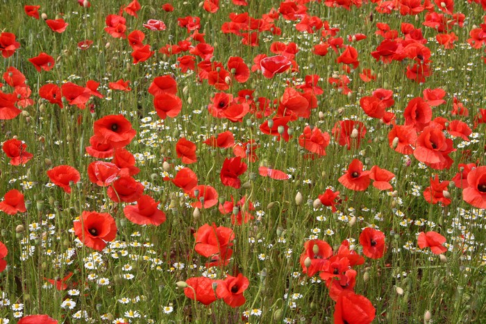Field of Red Poppies and White Flowers