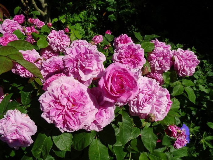 Pink Roses Closeup