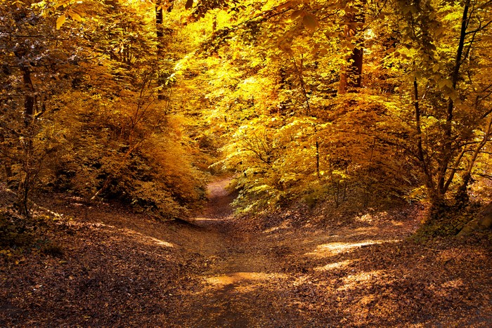 4K Autumn Forest Trail with Golden Foliage