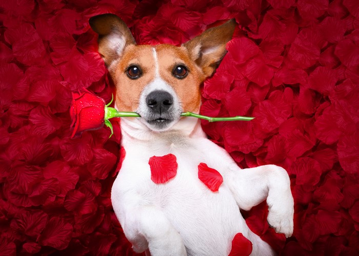 Jack Russell Terrier with Rose in Mouth Surrounded by Red Petals
