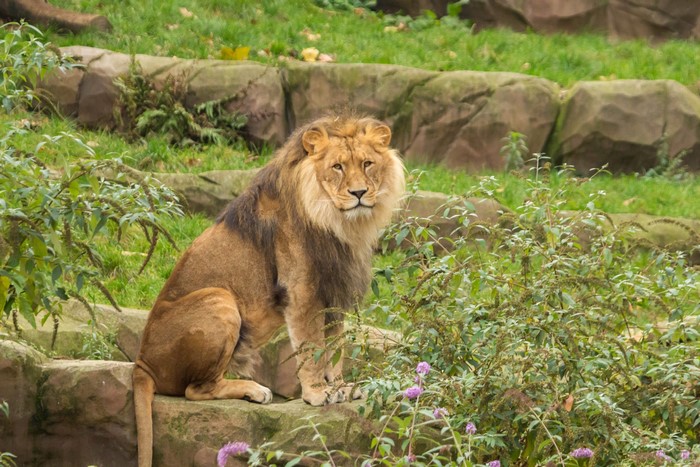 Lion sitting on rocks with bushes