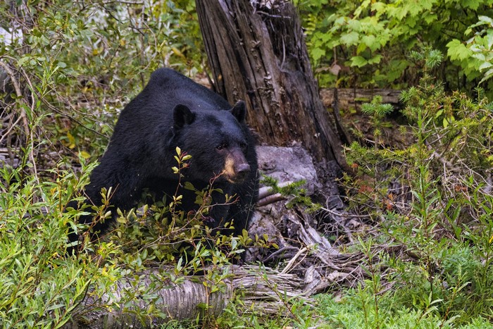 Black bear in a forest setting