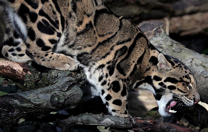 Clouded leopard on branches