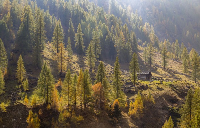 Autumn forest with a small cabin in the Italian Alps
