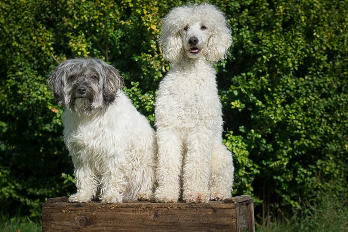 Two dogs, a poodle and a mixed breed, sitting on a wooden crate