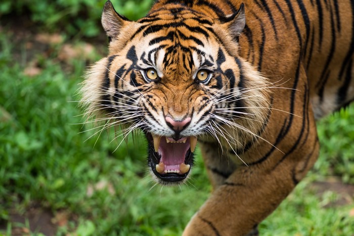 Tiger roaring with bared teeth and whiskers