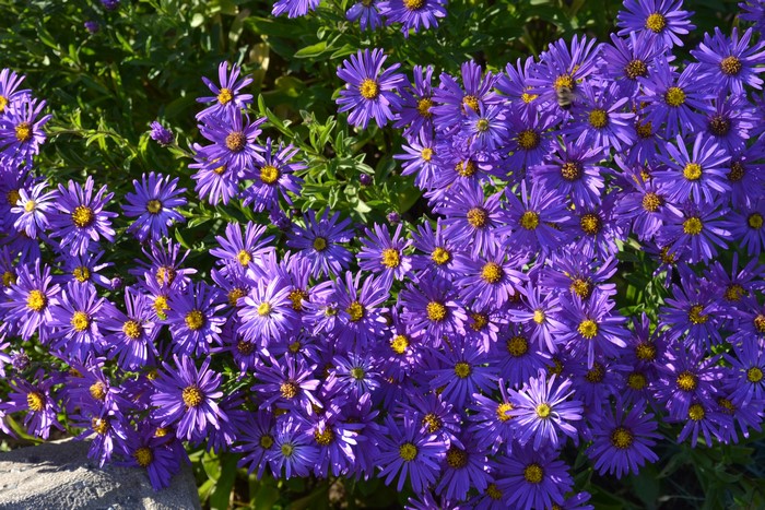 Violet Asters in Bloom